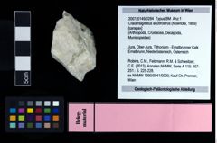 NHMW-GEO-2007z0149-0284_Ol_01.tifCracensigillatus acutirostrus (Moericke, 1889)  (NHMW-GEO-2007z0149-0284)